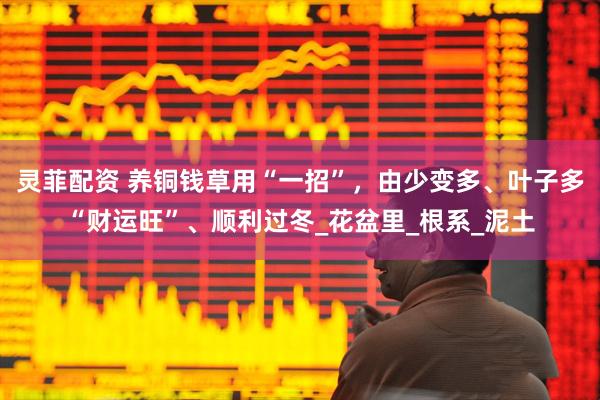 灵菲配资 养铜钱草用“一招”，由少变多、叶子多“财运旺”、顺利过冬_花盆里_根系_泥土